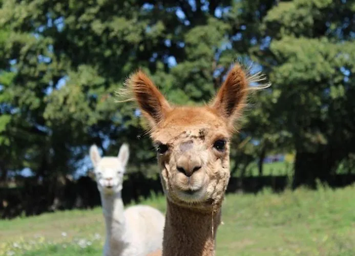 Maeva Escapades Le Joli 4*